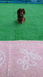 保科充利ブリーダーからお迎えしたミニチュアダックスフンド(ロング)：まろん🌈くん