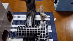 清洋一ブリーダーからお迎えしたペルシャ(チンチラ)：かん&ちぃ❤️ちゃん