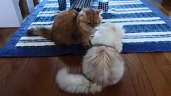 清洋一ブリーダーからお迎えしたペルシャ(チンチラ)：かん&ちぃ❤️ちゃん