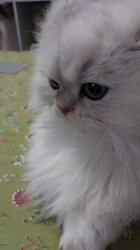 清洋一ブリーダーからお迎えしたペルシャ(チンチラ)：ちぃちゃん