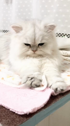 清洋一ブリーダーからお迎えしたペルシャ(チンチラ)：ちぃちゃん