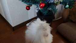 清洋一ブリーダーからお迎えしたペルシャ(チンチラ)：かん&ちぃ❤️ちゃん