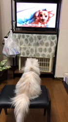 清洋一ブリーダーからお迎えしたペルシャ(チンチラ)：ちぃちゃん