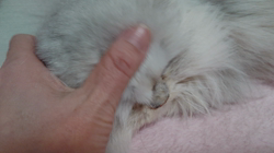 清洋一ブリーダーからお迎えしたペルシャ(チンチラ)：ちぃちゃん