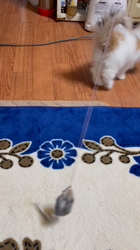 福元めぐみブリーダーからお迎えしたエキゾチックショートヘア：まどかちゃん