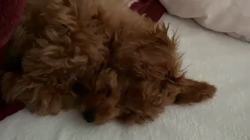 林月子ブリーダーからお迎えしたトイプードル：ムクくん