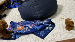 林月子ブリーダーからお迎えしたトイプードル：ムクくん