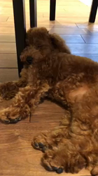 林月子ブリーダーからお迎えしたトイプードル：ムクくん