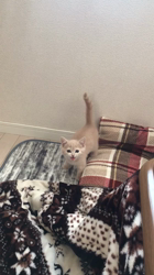 星川勝美ブリーダーからお迎えしたスコティッシュフォールド：しずくちゃん