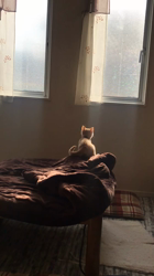 星川勝美ブリーダーからお迎えしたスコティッシュフォールド：しずくちゃん