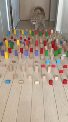 星川勝美ブリーダーからお迎えしたスコティッシュフォールド：しずくちゃん