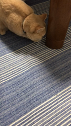 星川勝美ブリーダーからお迎えしたスコティッシュフォールド：しずくちゃん