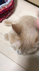 星川勝美ブリーダーからお迎えしたスコティッシュフォールド：しずくちゃん