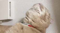 星川勝美ブリーダーからお迎えしたスコティッシュフォールド：しずくちゃん