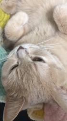 星川勝美ブリーダーからお迎えしたスコティッシュフォールド：しずくちゃん