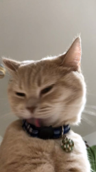 星川勝美ブリーダーからお迎えしたスコティッシュフォールド：しずくちゃん