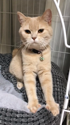 星川勝美ブリーダーからお迎えしたスコティッシュフォールド：しずくちゃん