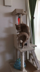 星川勝美ブリーダーからお迎えしたスコティッシュフォールド：しずくちゃん