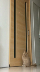 星川勝美ブリーダーからお迎えしたスコティッシュフォールド：しずくちゃん