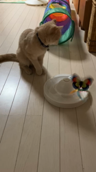 星川勝美ブリーダーからお迎えしたスコティッシュフォールド：しずくちゃん