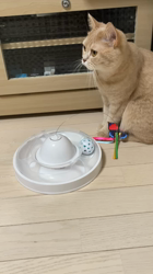 星川勝美ブリーダーからお迎えしたスコティッシュフォールド：しずくちゃん