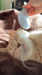 星川勝美ブリーダーからお迎えしたスコティッシュフォールド：しずくちゃん