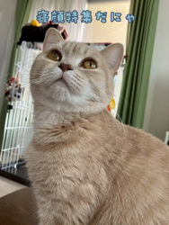 星川勝美ブリーダーからお迎えしたスコティッシュフォールド：しずくちゃん