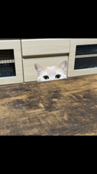 星川勝美ブリーダーからお迎えしたスコティッシュフォールド：しずくちゃん