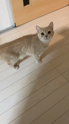 星川勝美ブリーダーからお迎えしたスコティッシュフォールド：しずくちゃん