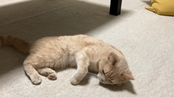 星川勝美ブリーダーからお迎えしたスコティッシュフォールド：しずくちゃん