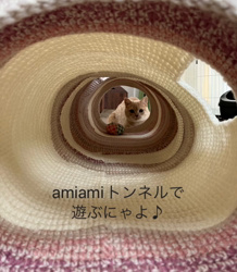 星川勝美ブリーダーからお迎えしたスコティッシュフォールド：しずくちゃん