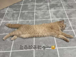 星川勝美ブリーダーからお迎えしたスコティッシュフォールド：しずくちゃん