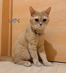 星川勝美ブリーダーからお迎えしたスコティッシュフォールド：しずくちゃん