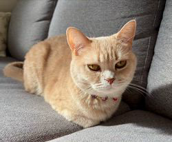 星川勝美ブリーダーからお迎えしたスコティッシュフォールド：しずくちゃん