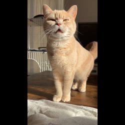 星川勝美ブリーダーからお迎えしたスコティッシュフォールド：しずくちゃん