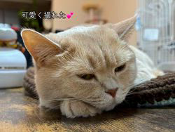 星川勝美ブリーダーからお迎えしたスコティッシュフォールド：しずくちゃん