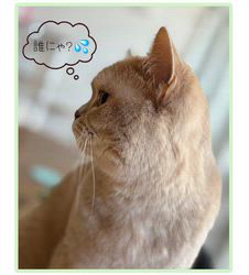 星川勝美ブリーダーからお迎えしたスコティッシュフォールド：しずくちゃん