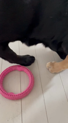 池田研司ブリーダーからお迎えしたラブラドールレトリバー：王子くん