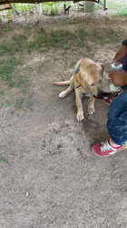 池田研司ブリーダーからお迎えしたラブラドールレトリバー：王子くん