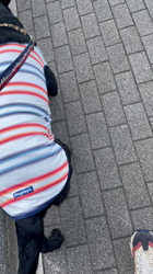 池田研司ブリーダーからお迎えしたラブラドールレトリバー：王子くん