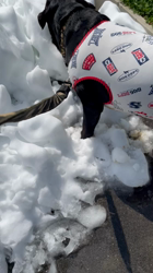 池田研司ブリーダーからお迎えしたラブラドールレトリバー：王子くん