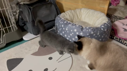 坂本薫ブリーダーからお迎えしたシャルトリュー：ふふちゃん