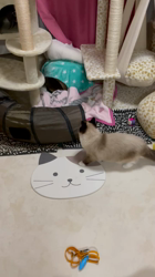 坂本薫ブリーダーからお迎えしたシャルトリュー：ふふちゃん