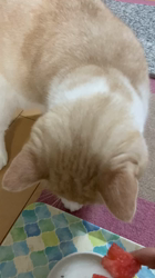 向井知子ブリーダーからお迎えしたスコティッシュフォールド：ひなたくん