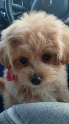 向後真輝ブリーダーからお迎えしたMIX(母トイ・プードル×父ポメラニアン)：むぎちゃんちゃん