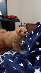 向後真輝ブリーダーからお迎えしたMIX(母トイ・プードル×父ポメラニアン)：むぎちゃんちゃん