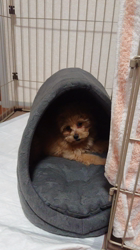 向後真輝ブリーダーからお迎えしたMIX(母トイ・プードル×父ポメラニアン)：むぎちゃんちゃん