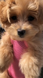 向後真輝ブリーダーからお迎えしたMIX(母トイ・プードル×父ポメラニアン)：むぎちゃんちゃん