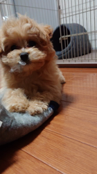 向後真輝ブリーダーからお迎えしたMIX(母トイ・プードル×父ポメラニアン)：むぎちゃんちゃん