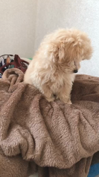 向後真輝ブリーダーからお迎えしたMIX(母トイ・プードル×父ポメラニアン)：むぎちゃんちゃん